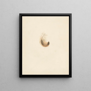 Albertus Steenbergen - Studie van een veertje.webp