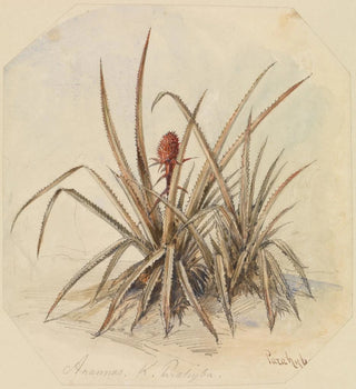 Ananas en fleurs - Ferdinand Keller