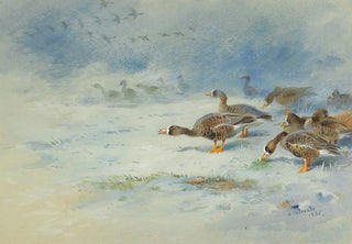 Archibald Thorburn - Arnacle Geese.webp