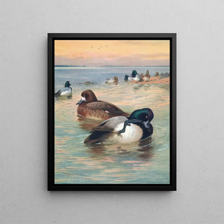 Archibald Thorburn - Scaup Duck.webp