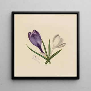 Crocus - Mary Vaux Walcott