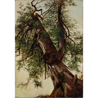 David Johnson - Study of a Cedar.webp