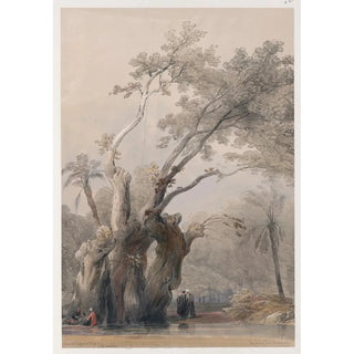 David Roberts - The holy tree of Metereah.webp