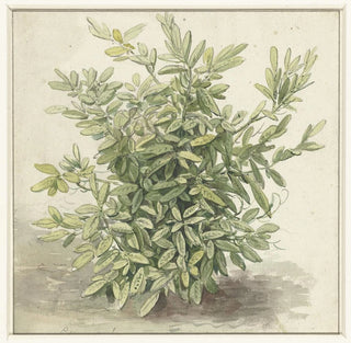 Anonymous - Studie van een laurierstruik.webp