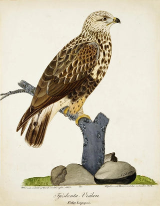 Ferdinand von Wright - RoughLegged Buzzard.webp