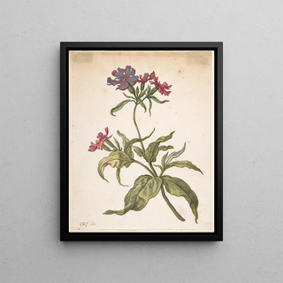 Herman Saftleven - Study of a red catchfly Lychnis hirsuta.webp