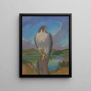 James C Kulhanek - Falco Peregrinus.webp