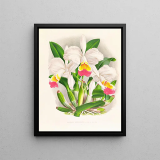 Jean Jules Linden - Cattleya kimballiana.webp