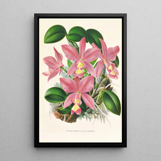 Jean Jules Linden - Cattleya nobilior.webp