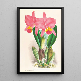 Jean Jules Linden - Cattleya percivaliana var reichenbachi.webp