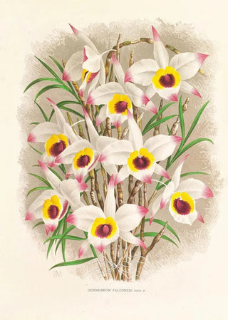 Jean Jules Linden - Dendrobium Falconeri.webp