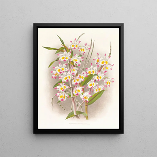 Jean Jules Linden - Dendrobium devonianum.webp