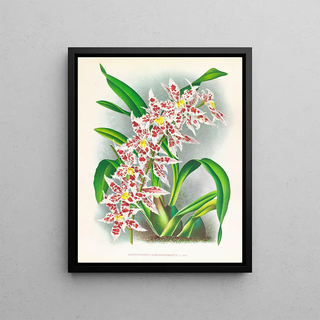 Jean Jules Linden - Odontoglossum schlesingerianum.webp