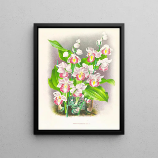 Jean Jules Linden - Phaius humbloti.webp