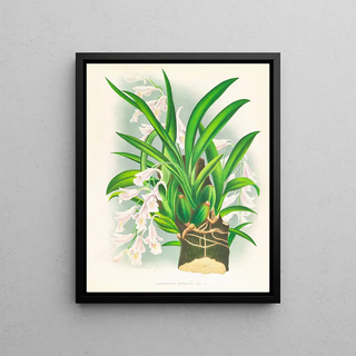 Jean Jules Linden - Rodriguezia refracta.webp