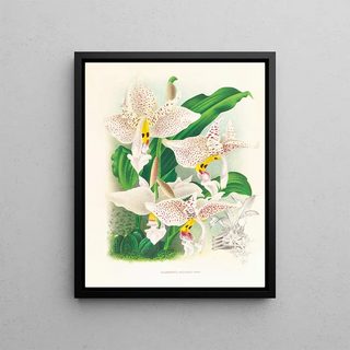 Jean Jules Linden - Stanhopea oculata.webp