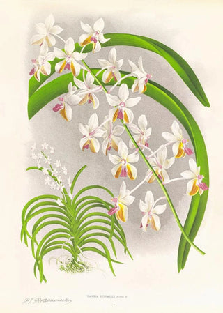 Jean Jules Linden - Vanda Boxalli.webp