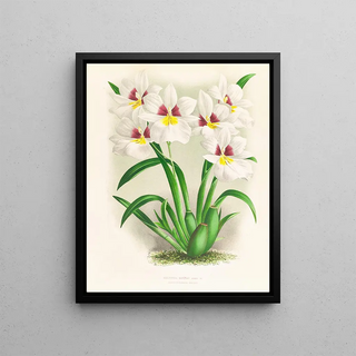 Jean Jules Linden - miltonia roezli.webp