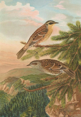 Johann Friedrich Naumann - Accentor modularis Accentor montanellus.webp