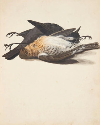 Johanna Fosie - Studie af to dde solsorte han og hun liggende.webp