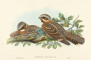 John Gould - Caprimulgus Ruficollis.webp