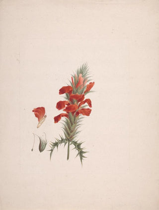 Luigi Balugani - Acanthus Sennii Chiov.webp