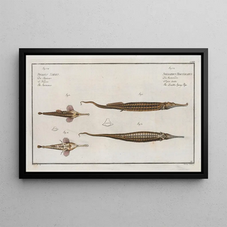 Marcus Elieser Bloch - 1 2 Syngnathus Biaculeatus The DoubleSpiny Pipe 3 Pegasus Natans The Swimmer.webp