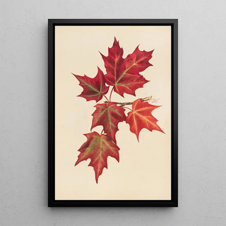 Mary Vaux Walcott - Autumn Leaves.webp