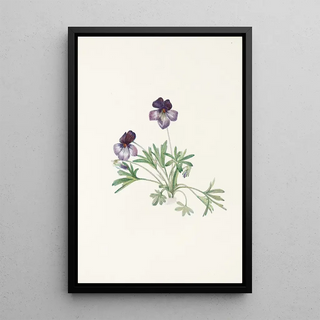 Mary Vaux Walcott - Birdsfoot Violet Viola pedata.webp