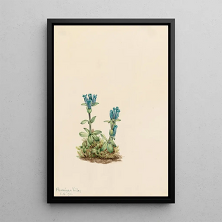 Mary Vaux Walcott - Bluegreen Gentian Gentiana glauca.webp