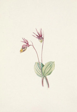 Mary Vaux Walcott - Calypso Cytherea bulbosa.webp