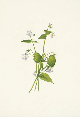 Mary Vaux Walcott - Canada Violet Viola canadensis.webp