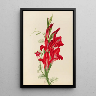 Mary Vaux Walcott - Cannas and Cypress Vine Canna species and Ipomoea quamoclit.webp