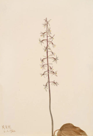 Mary Vaux Walcott - CraneFly Orchis Tipularia uniflora.webp