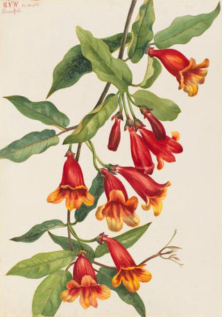 Mary Vaux Walcott - Crossvine Anisostichus capreolatus.webp