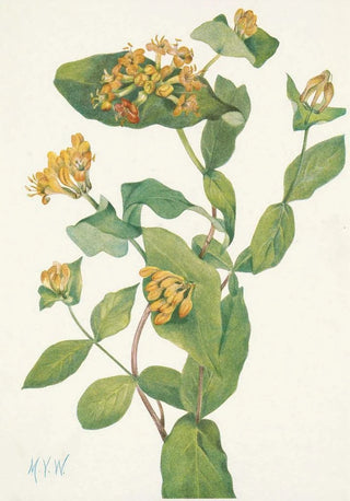 Mary Vaux Walcott - Douglas Honeysuckle flower Lonicera glaucescens.webp