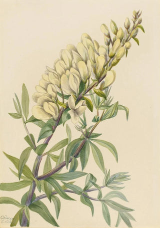 Mary Vaux Walcott - False Indigo Baptista bructeata.webp
