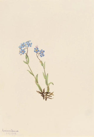Mary Vaux Walcott - ForgetMeNot Myosotis alpestris.webp