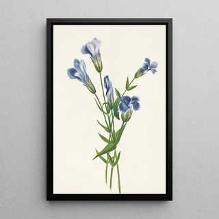 Mary Vaux Walcott - Fringed Gentian Gentiana crinita.webp