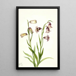 Mary Vaux Walcott - Fritillary Fritillaria biflora.webp