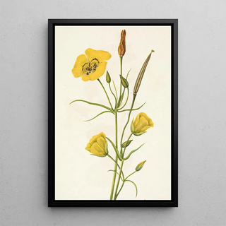 Mary Vaux Walcott - Goldenbowl Mariposa Calochortus clavatus.webp