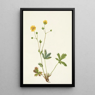 Mary Vaux Walcott - Grayleaf Fivefinger Rotentilla glaucophylla.webp