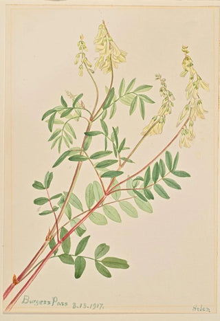 Mary Vaux Walcott - Hedysarum Hedysarum sulphurescens.webp