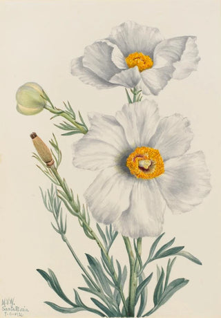 Mary Vaux Walcott - Matilija Poppy Romneya coulteri.webp