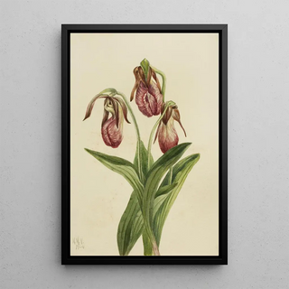 Mary Vaux Walcott - Moccasin Flower Cypripedium acaule.webp
