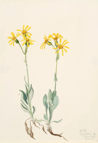 Mary Vaux Walcott - Montana Parnassia Parnassia montanesis.webp