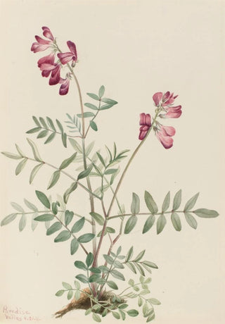 Mary Vaux Walcott - Northern Hedysarum Hedysarum boreale.webp