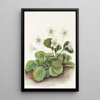 Mary Vaux Walcott - Oconeebells Sbortia galacifolia.webp