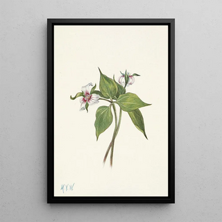 Mary Vaux Walcott - Painted Trillium Trillium undulatum.webp