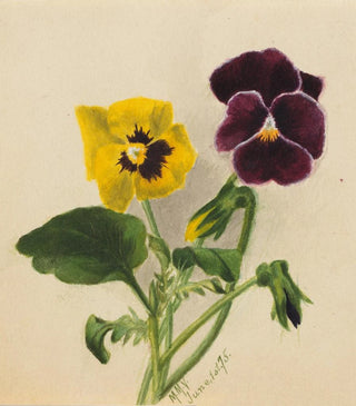 Mary Vaux Walcott - Pansies 2.webp